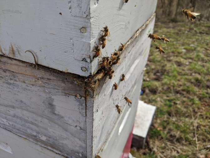 ¡Sorpréndete! Increíble Identificación Única de Abejas. 1 pasaporte
