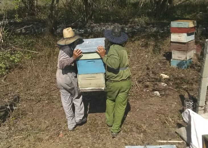 apicultura cubana