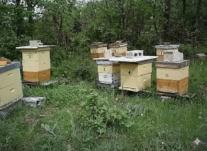 Sobre Nosotros: Tu Guía para Aprender Apicultura y Sentir la Naturaleza 2 Loscastanos1o 1