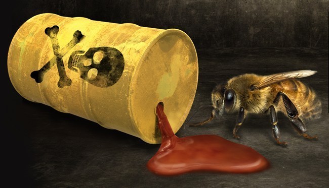honeybee