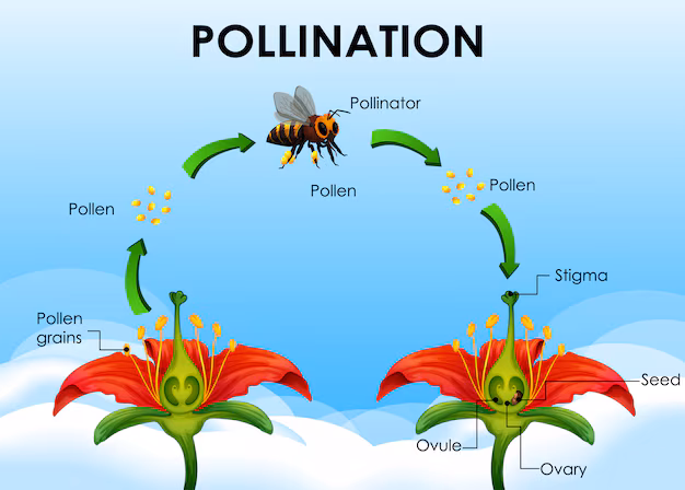 diagrama-ciclo-polinizacion
